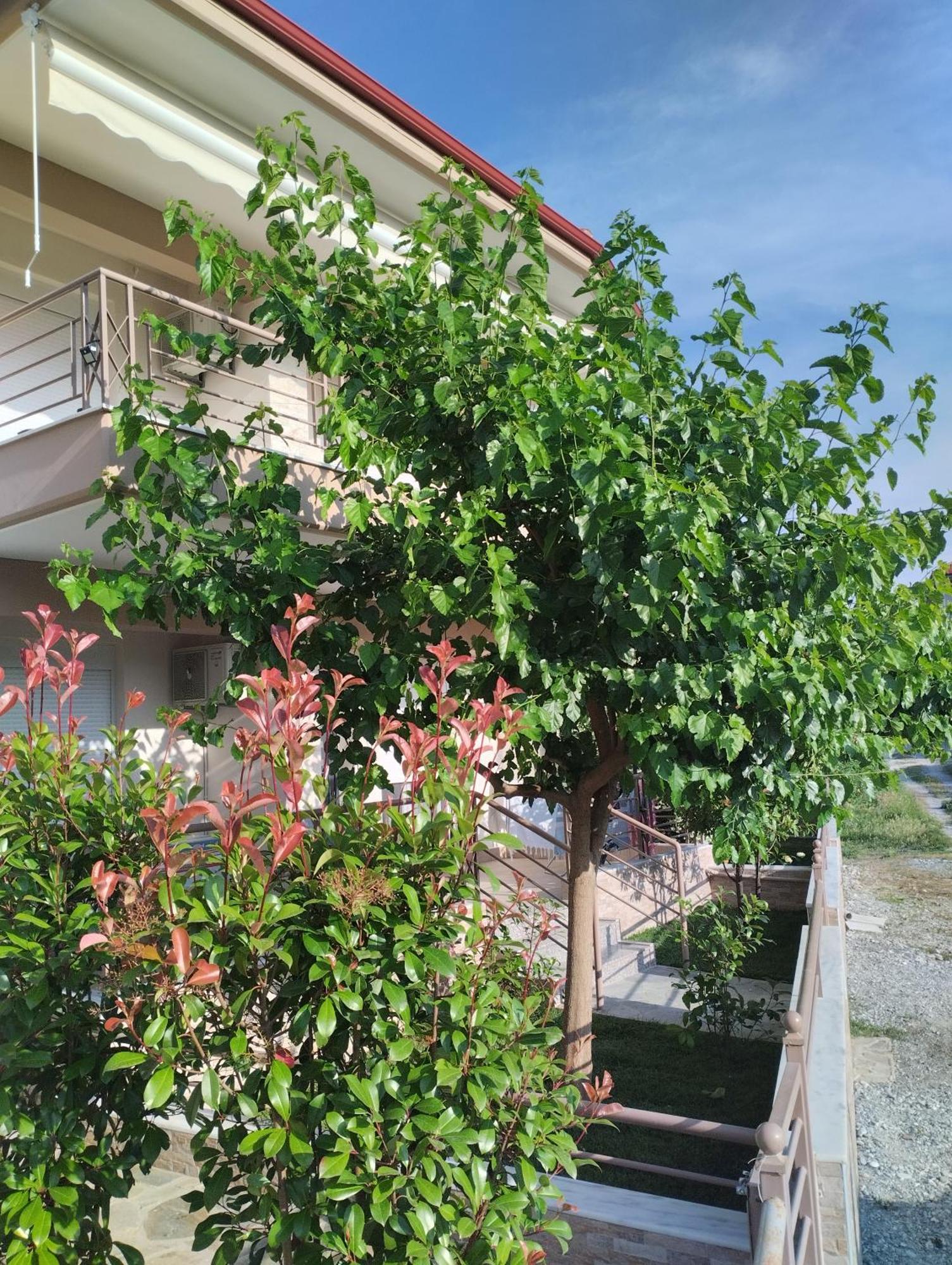 Avellana Luxury Suites Leptokarya  Exterior photo